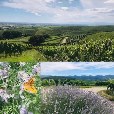 Familien Themen-appartement Freiburg In 2 Schlafzimmer *